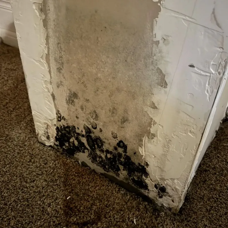Professional Mold Removal in Richton Park, IL